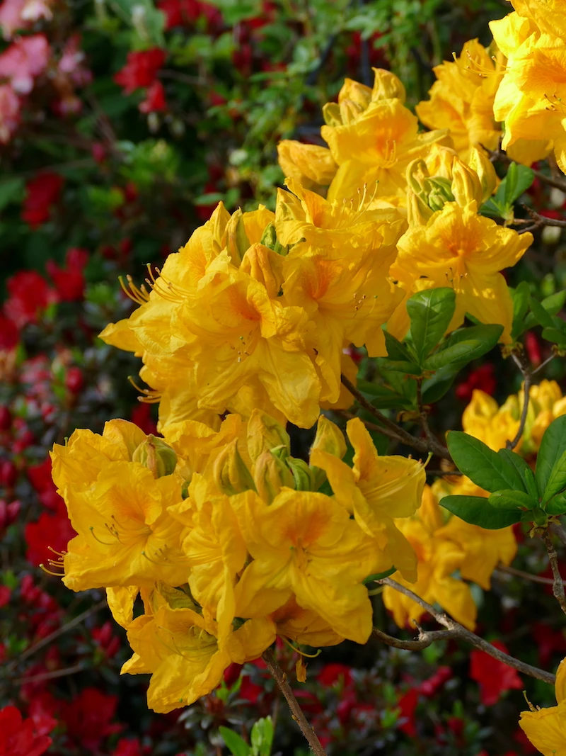 Unknown hybrid